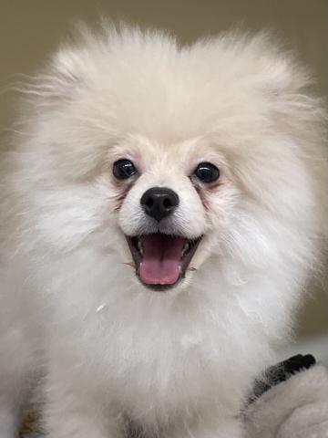 ポメラニアン