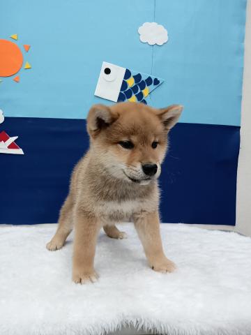 柴犬