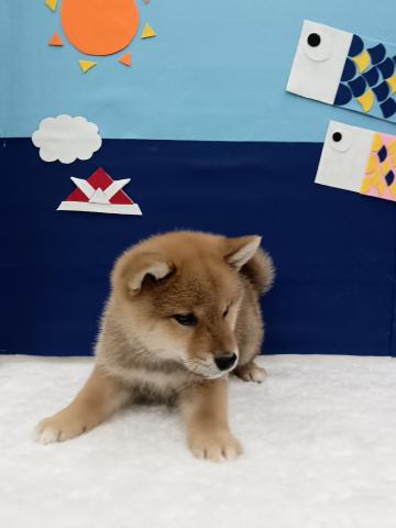 柴犬