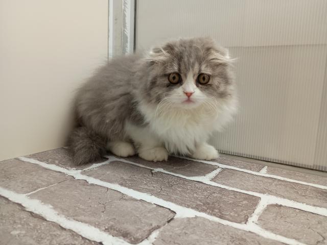 スコティッシュフォールド
