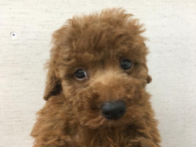トイプードル