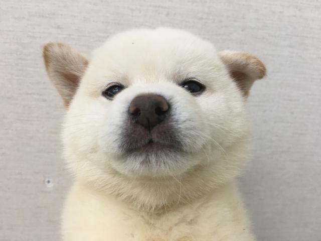 柴犬