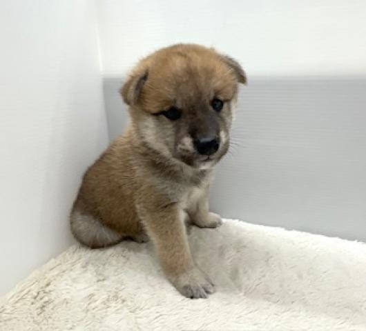 柴犬