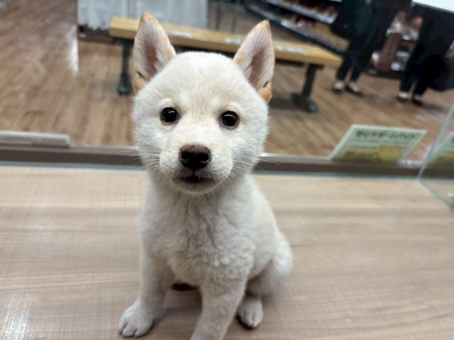 柴犬
