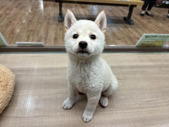 柴犬