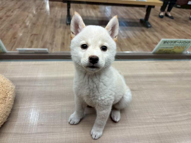 柴犬
