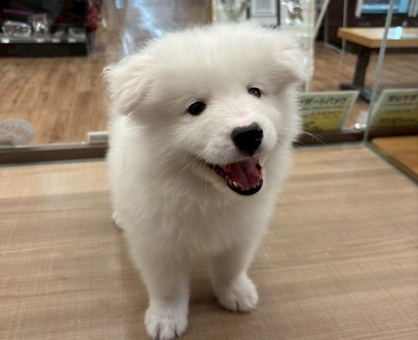 サモエド