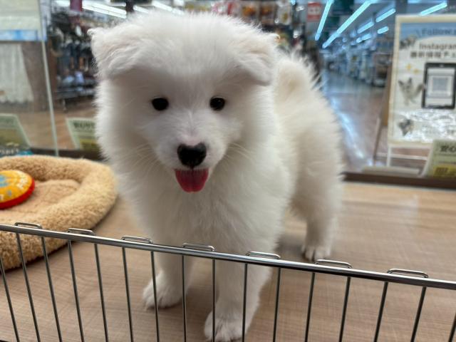 サモエド
