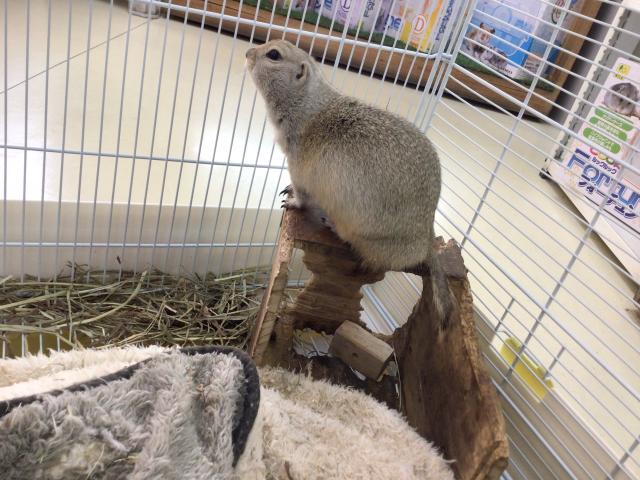 リチャードソンジリス