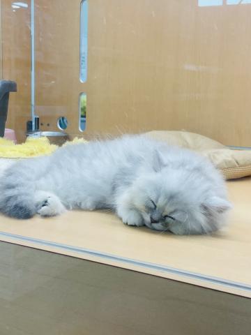 ペルシャ・ヒマラヤン