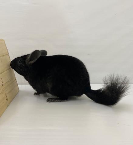 チンチラ