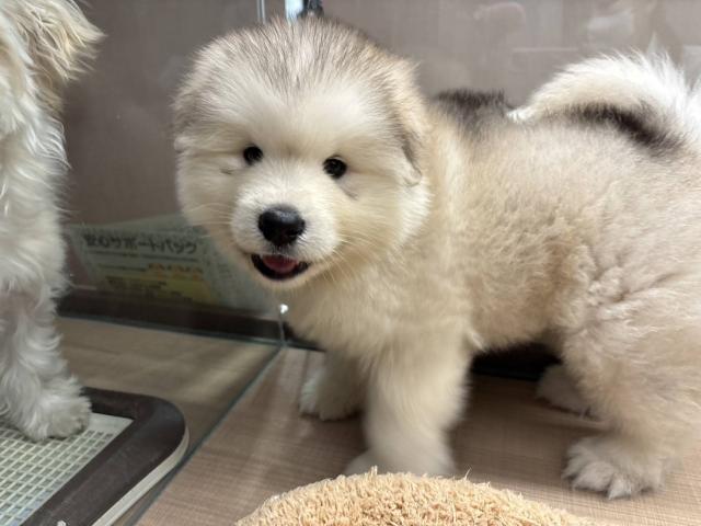 アラスカンマラミュート