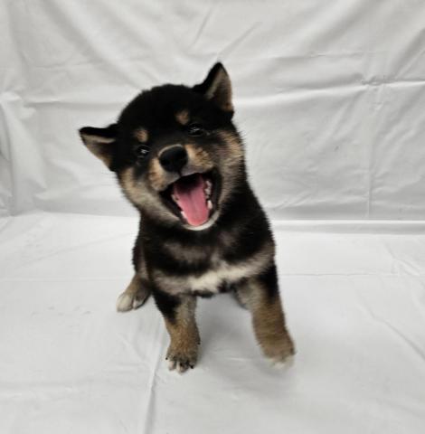 柴犬