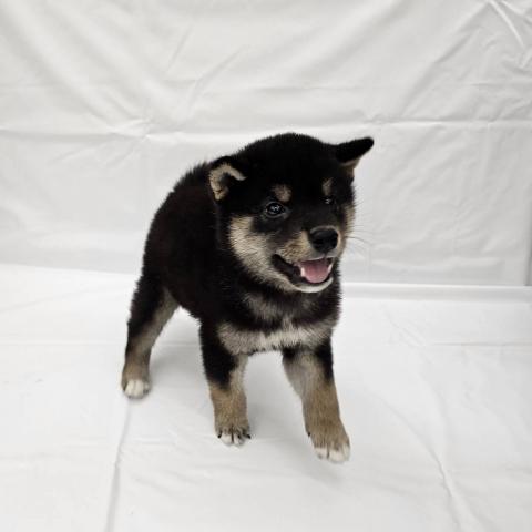 柴犬