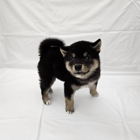 柴犬