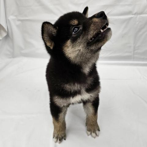 柴犬