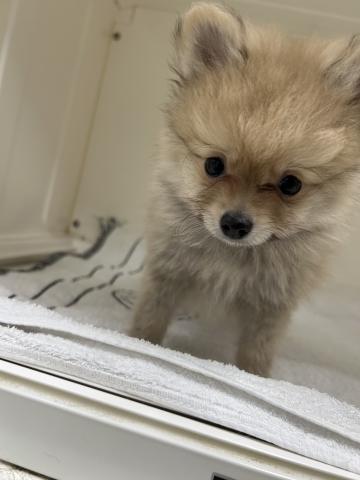 ポメラニアン