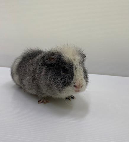 テディ
