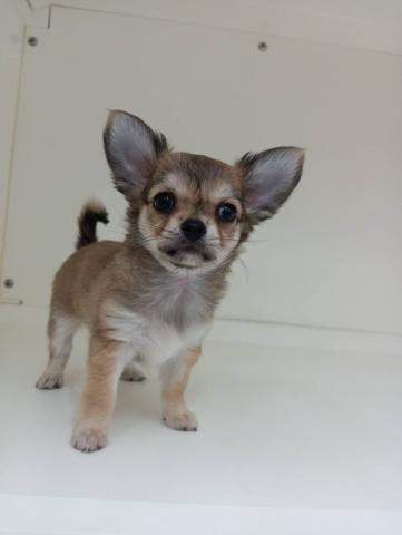 ハーフ犬(ポメラニアン×ロングチワワ)