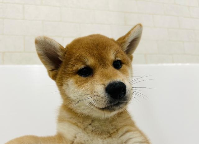 柴犬