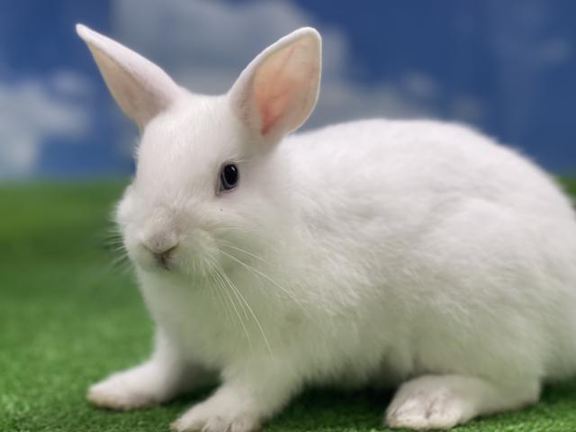 ミニウサギ