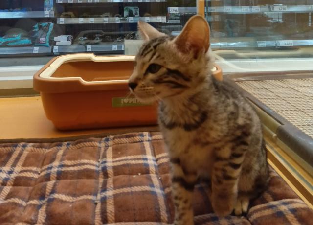 ジェネッタ