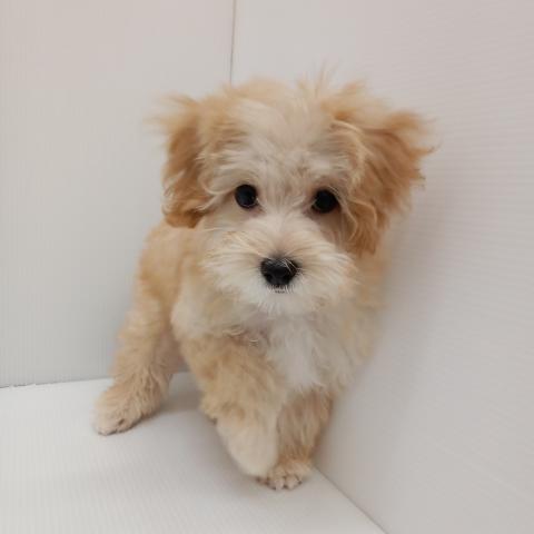 MIX子犬
