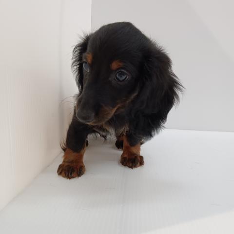 ミニチュアダックスフンド子犬
