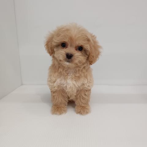MIX子犬