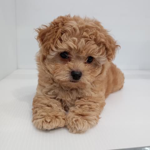 MIX子犬