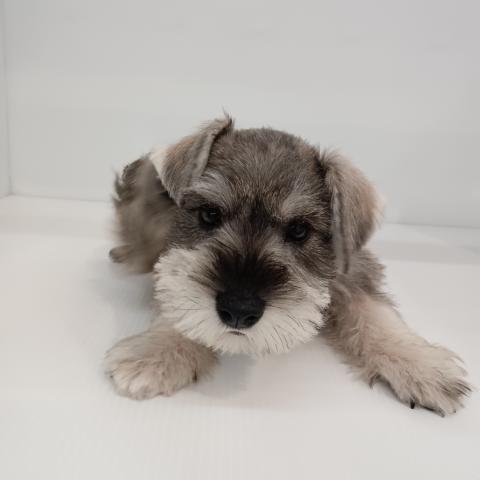 ミニチュアシュナウザー子犬