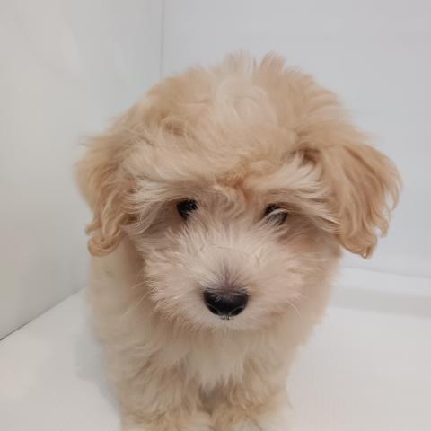 MIX子犬