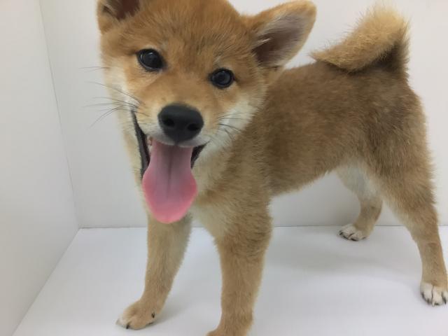 柴犬