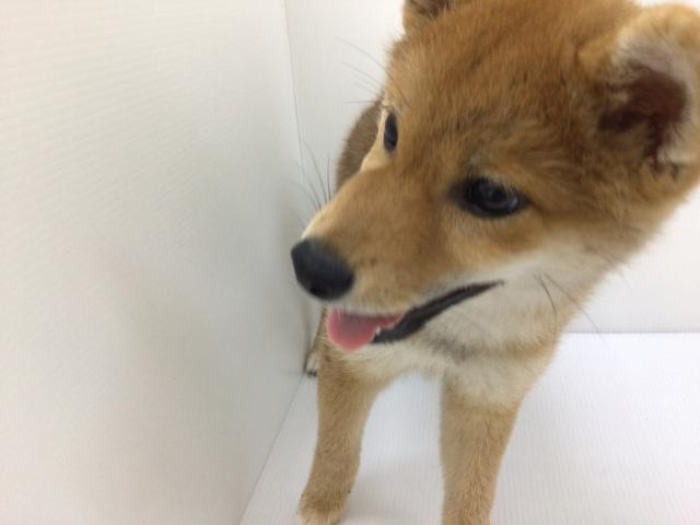 柴犬