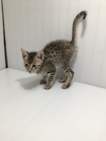 岩手県のエジプシャンマウ (ペットアミ 北上店/2025年2月22日生まれ/男の子/ブロンズ)の子猫の1枚目の画像
