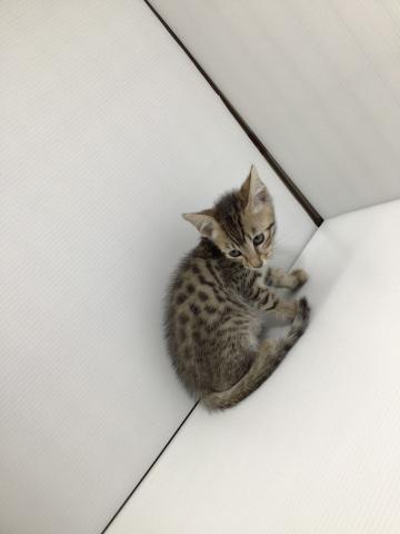 岩手県のエジプシャンマウ (ペットアミ 北上店/2025年2月22日生まれ/男の子/ブロンズ)の子猫の2枚目の画像