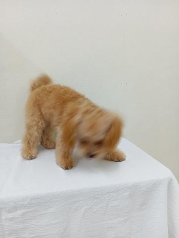 トイプードル