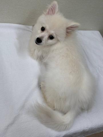 ポメラニアン