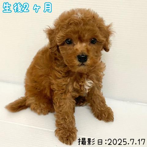 トイプードル
