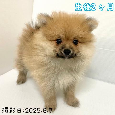 ポメラニアン