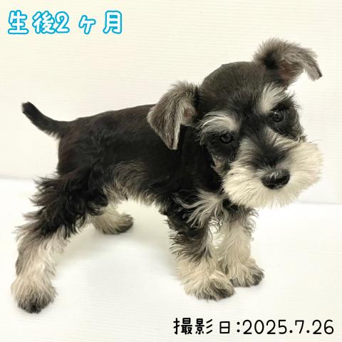 ミニチュアシュナウザー