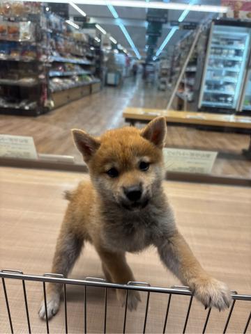柴犬