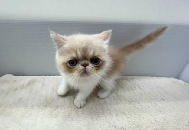 エキゾチックショートヘアー
