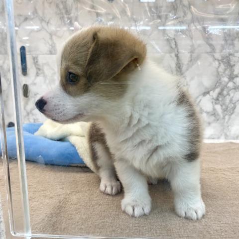 ウェルシュコーギーペンブローク