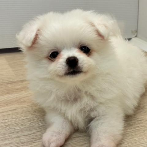 ポメラニアン×チワワ