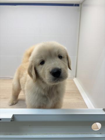 ゴールデンレトリーバー