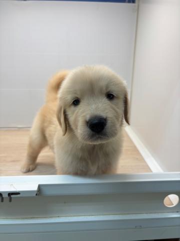 ゴールデンレトリーバー