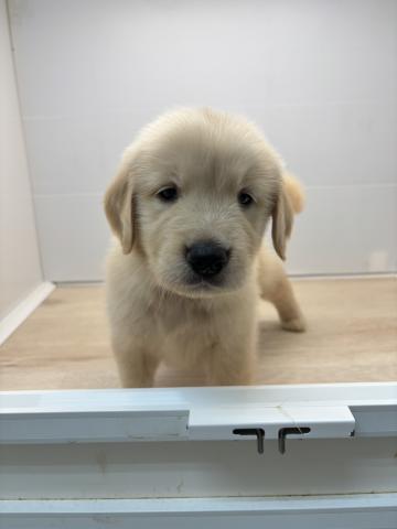 ゴールデンレトリーバー