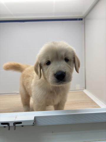 ゴールデンレトリーバー