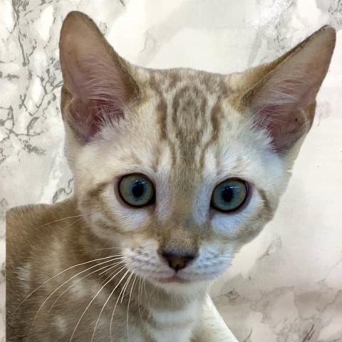 ベンガル